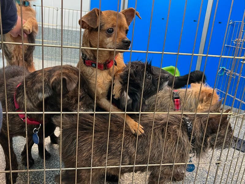 Nearly 2 dozen dogs taken in at shelter, some had been living in a shed