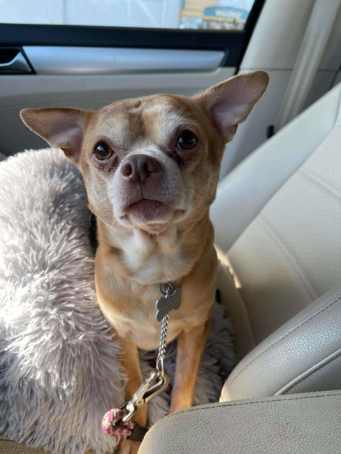 Adoption offering from foster mom for two-year-old ‘demonic Chihuahua goes viral