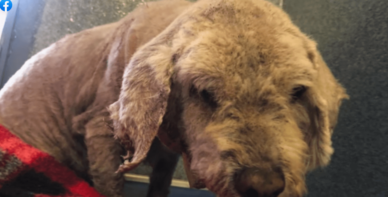 Precious Pearl at 14-years-old picked up as stray waiting at high kill shelter for rescue