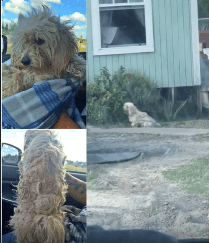 Heartbreaking video of neglected pregnant dog leads to her rescue