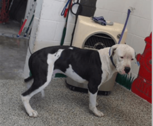 pregnant-female-4-bruno