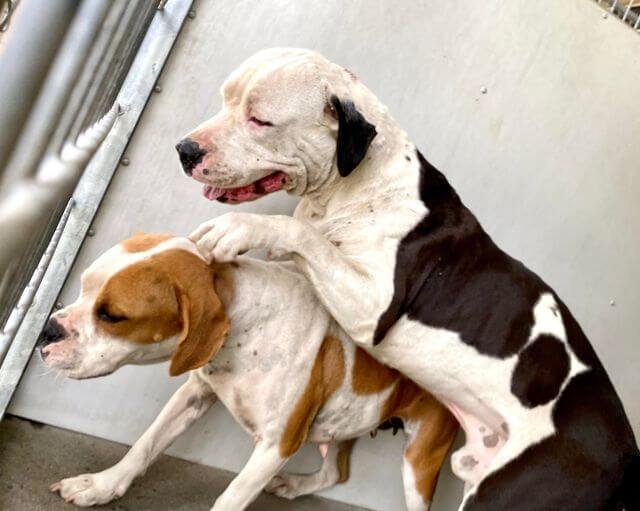 Bonded dogs confiscated by animal control hoping for rescue help