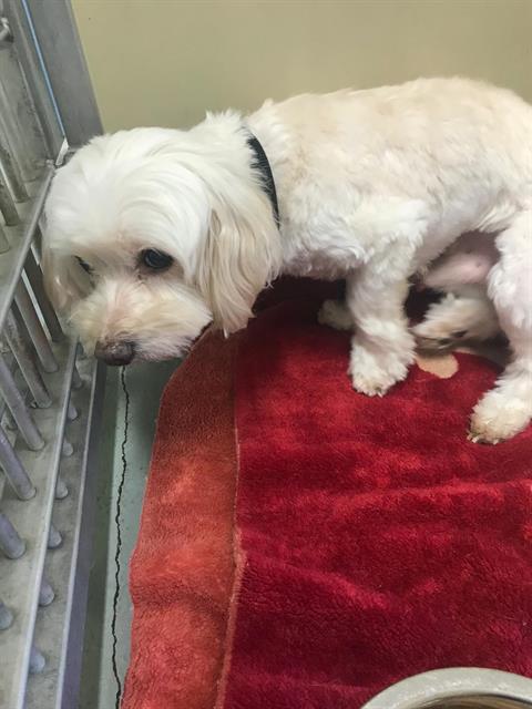 Throwaway senior waits for someone to love him in a throwaway animal shelter