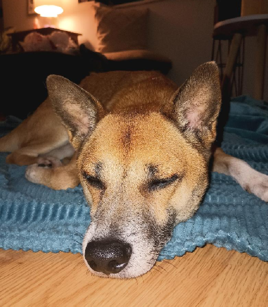 Illinois rescue is raising funds for homeless teen to be reunited with her beloved dog