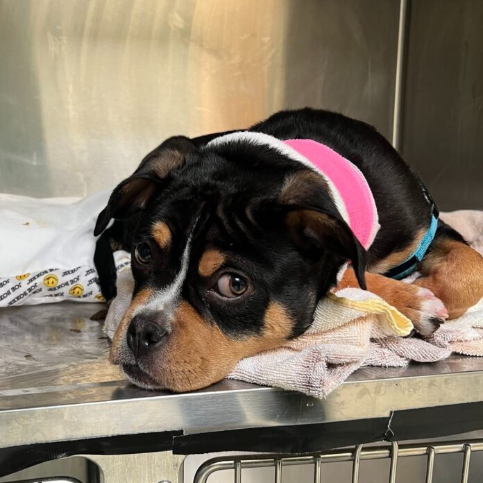 Still smiling 6-month-old puppy rescued after suffering terribly embedded collar