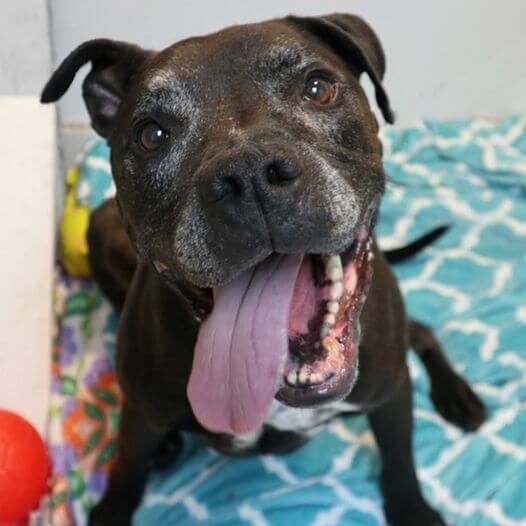 Three years in a shelter and dog’s heart is broken