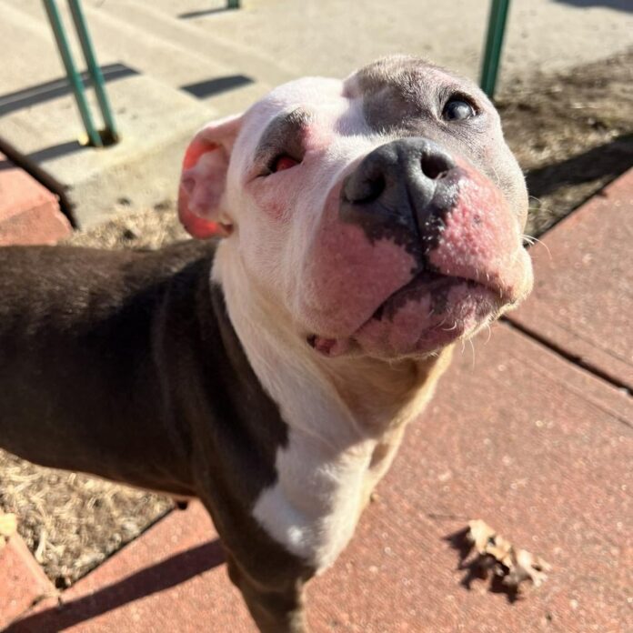 Hero needed: Pup with missing eye spent years alone in garage looking for love