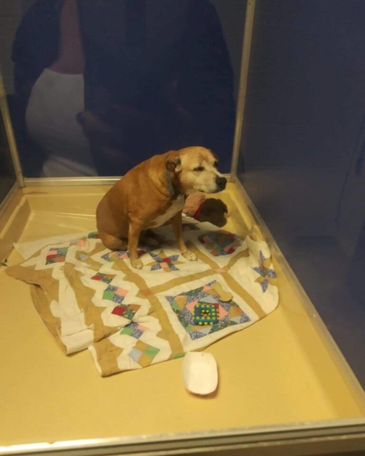 Dog’s family named her ‘Princess’ and then dumped her at Florida high kill shelter