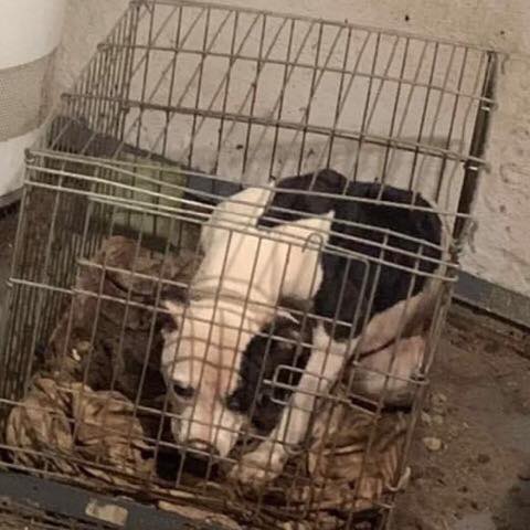 Dog that existed in cage too small to stand and covered in fleas rescued