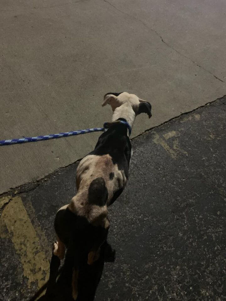 princess-beatrice-main