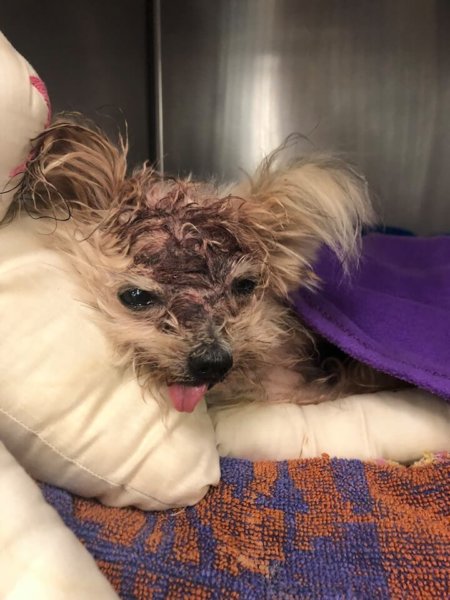 Tiny Yorkie left for dead discovered inside of trashcan