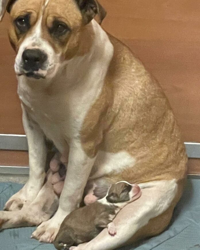 Emergency rescue for mom and her tiny puppy needing out of overcrowded Miami shelter