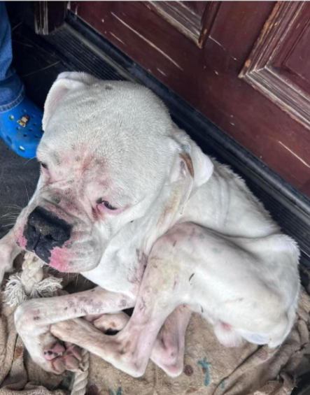Starving white boxer arrived at woman’s doorstep in need of emergency care