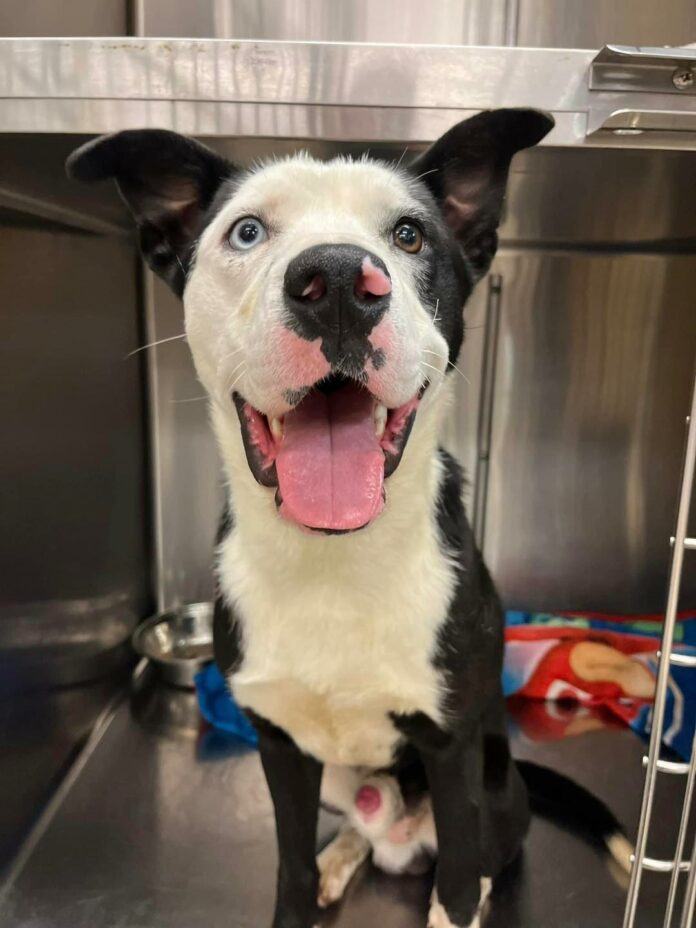 ‘Property Brothers’ rescued from shelter in deplorable condition wake up to charmed new lives