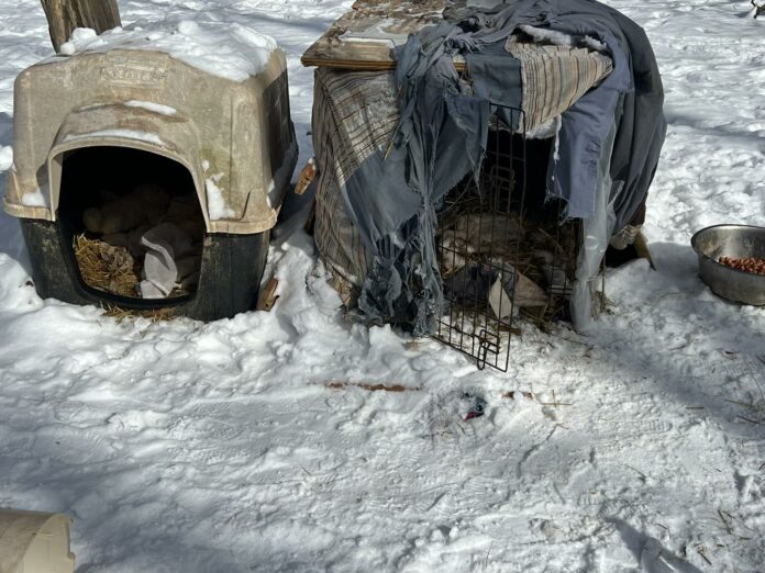 Miraculous survival of 6 puppies and their mom living in dog carrier during zero temps