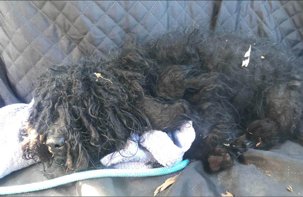 The sweetest outcome as abandoned park pups get makeover