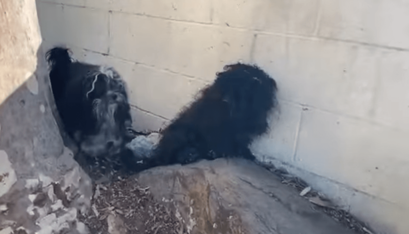 Pair of neglected pups abandoned at park already warming up to staff who rescued them