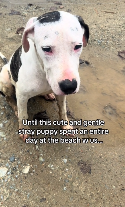 Heartwarming: Stray pup who followed tourist on Puerto Rico beach found her forever home