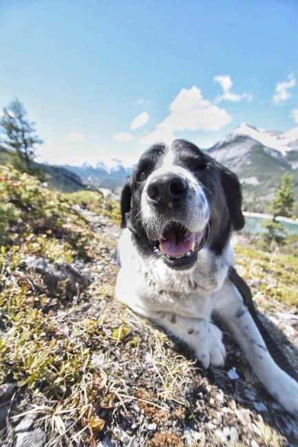 Basset hound has waited nearly a year at shelter and no one wants him