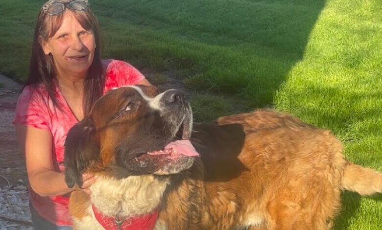 Firefighters rescue 250 pound Saint Bernard stuck in basement