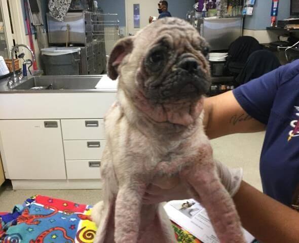 Neglected 6-month-old Pug puppy at crowded California shelter