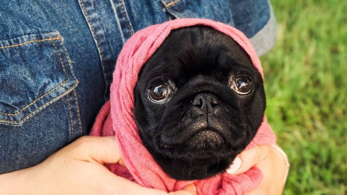 Railroad engineer stopped to save frightened pug on tracks