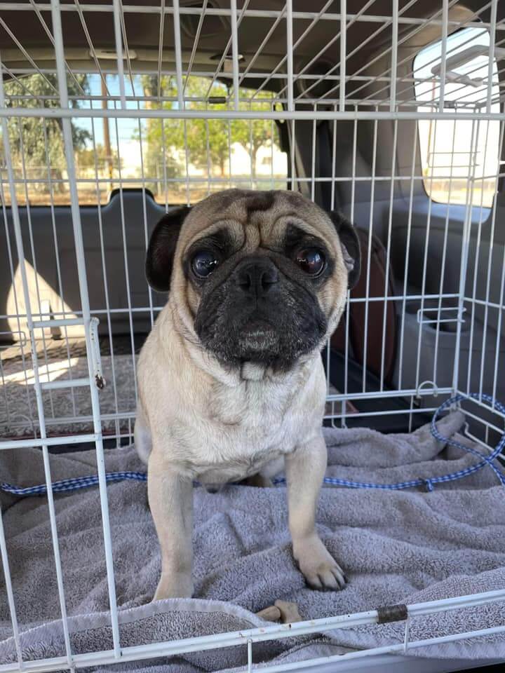 Abandoned pug sat on corner of the street for entire day waiting for his ‘person’ who never returned