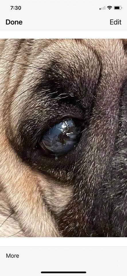pugman2