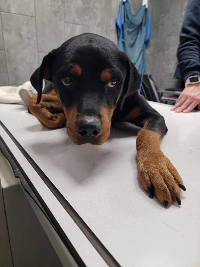 Rottweiler puppy hit by car and injured dumped at shelter by owners