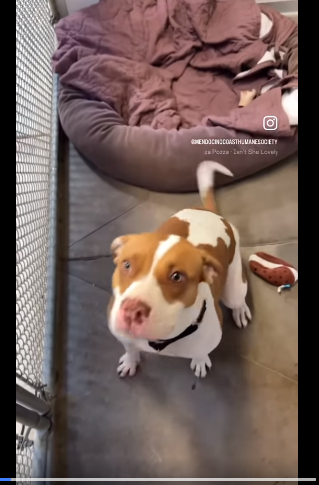 304+ days at shelter and finally a promise to go home but her adopter never showed