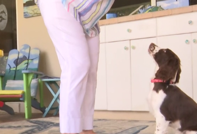 Four-month-old puppy given CPR after freed from recliner by fire department