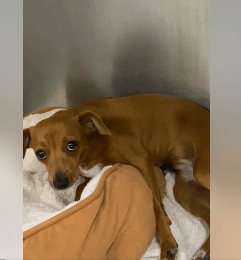 Frightened shelter pup could sure use help finding a safe home