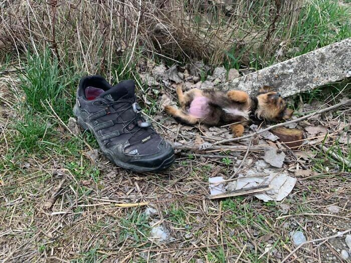Abandoned pup found hiding behind an old shoe when a kind man stepped in and changed her life