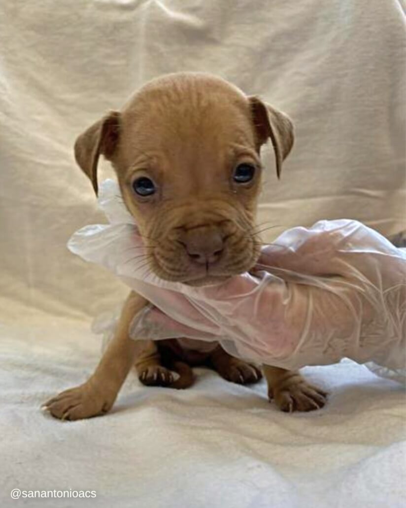 puppies-11-1-824x1030-1