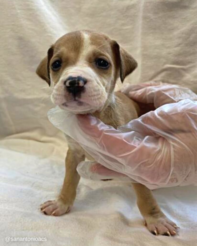 puppies-11-2-824x1030-1