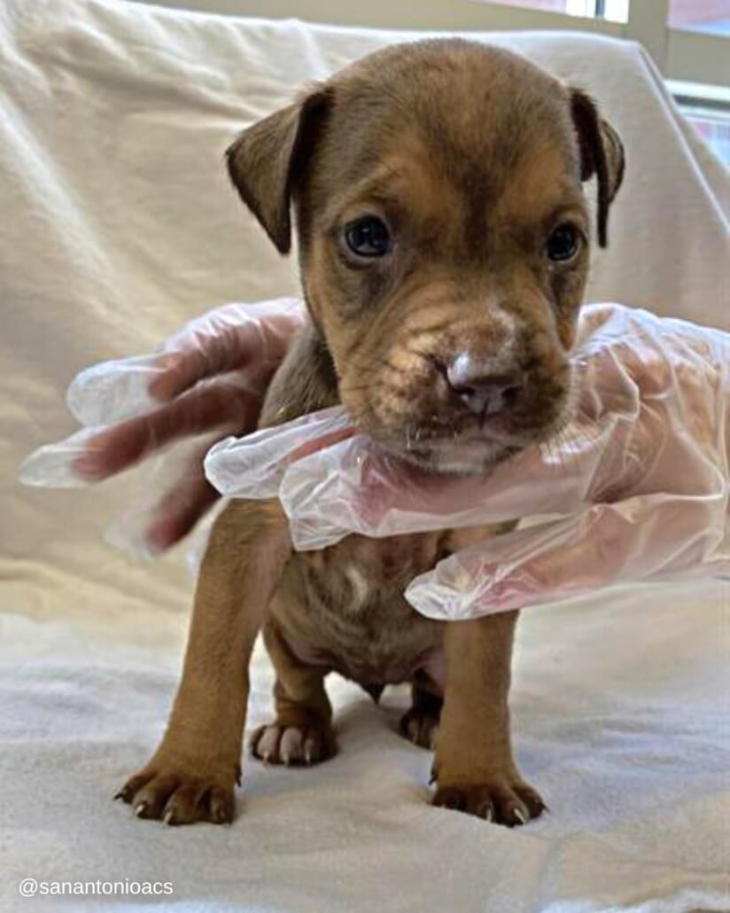 puppies-11-3-824x1030-1