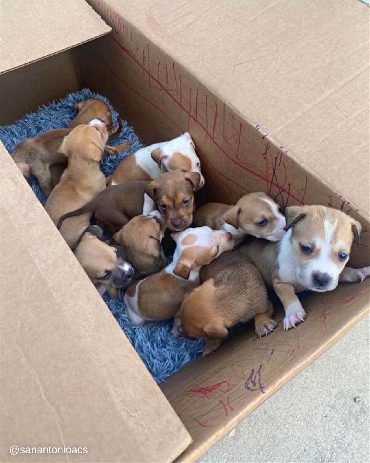 Cardboard box filled with 11 puppies gasping for air left outside of Texas shelter