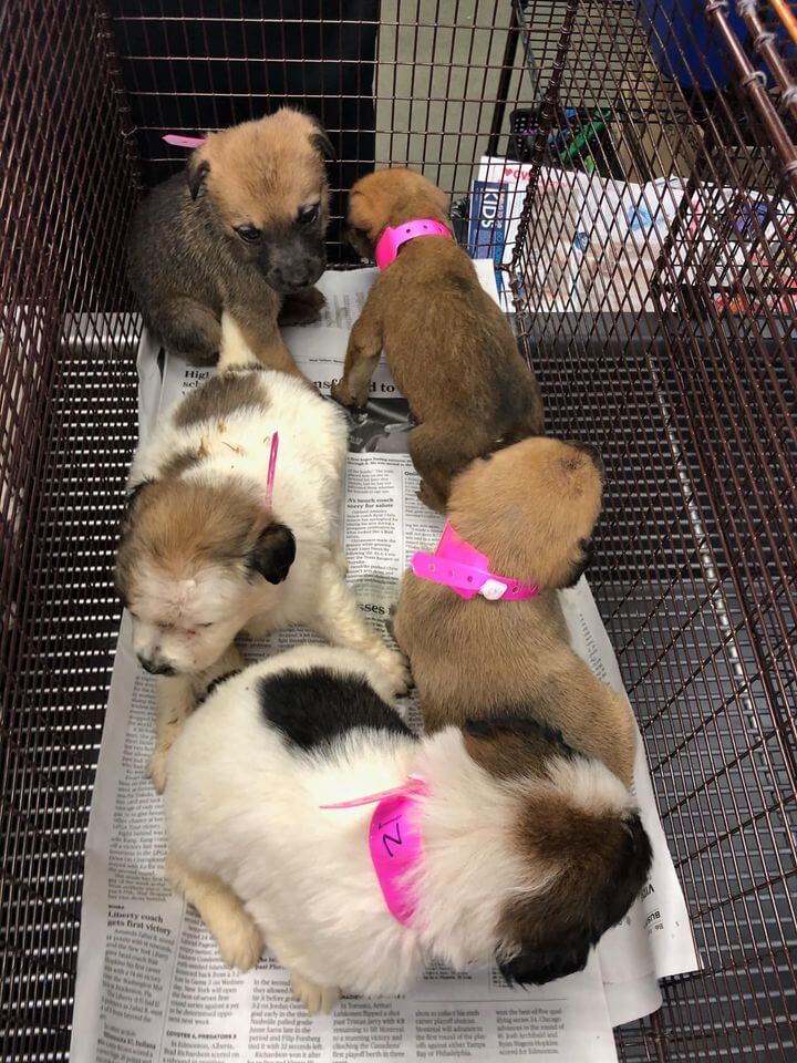 puppies-22-1