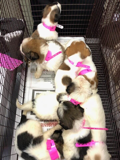 22 abandoned puppies dumped at vet’s office near San Antonio