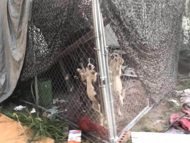 Puppies locked in kennel abandoned in filthy Dallas drug house