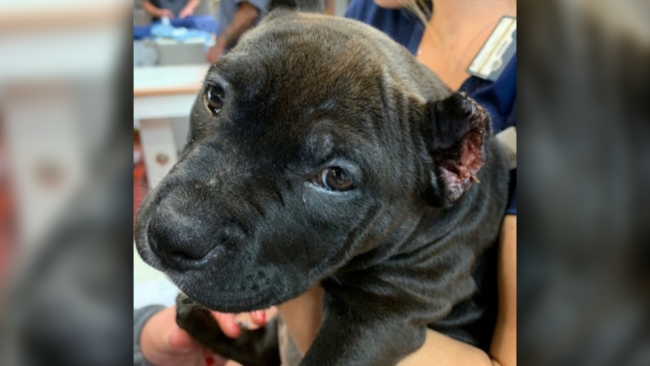 Niagara Falls man accused of cutting ears of seven puppies