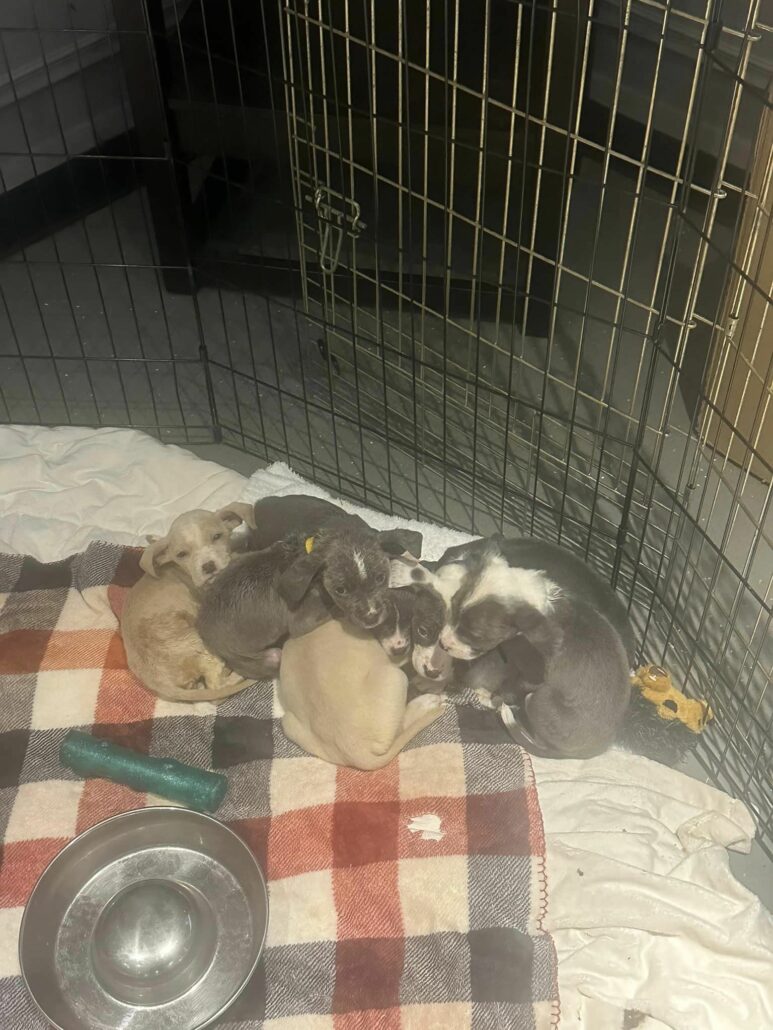 puppies-in-box-1-773x1030-1