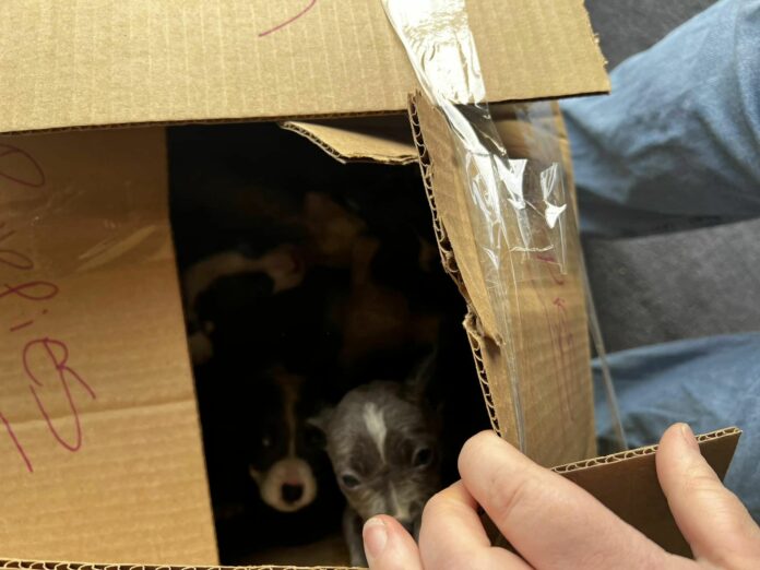 Box of tiny puppies with ‘please help us’ left on doorstep of St. Louis rescue