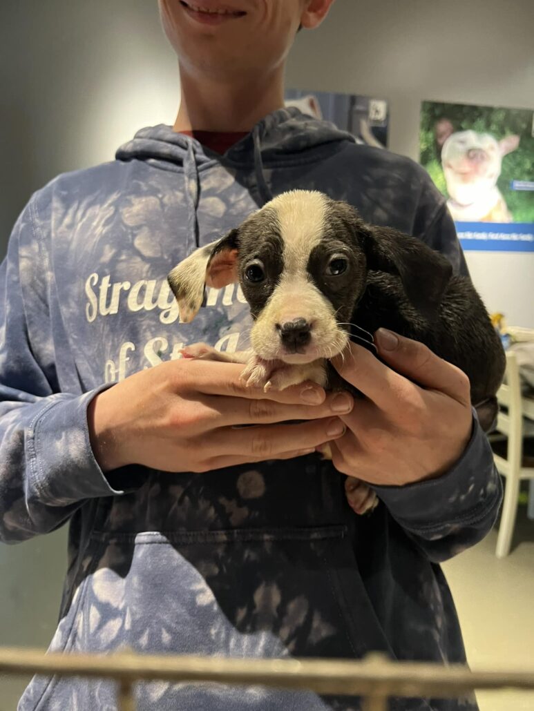 puppies-in-box-4-773x1030-1
