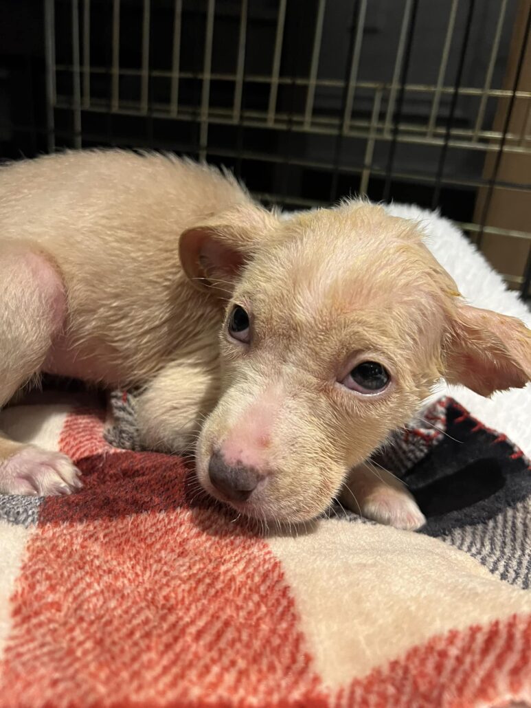 puppies-in-box-5-773x1030-1