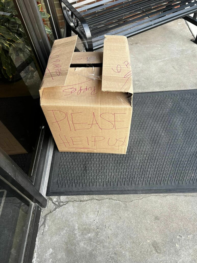 puppies-in-box-773x1030-1