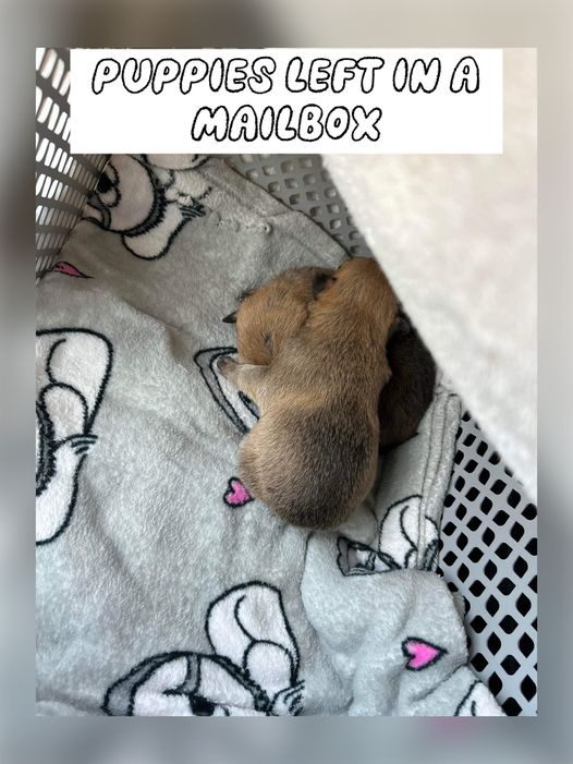 2 abandoned newborn puppies found in mailbox at known crack house in North Carolina