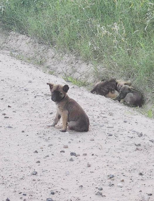 Four puppies dumped in field to fend for themselves from predators just 2 days before Christmas