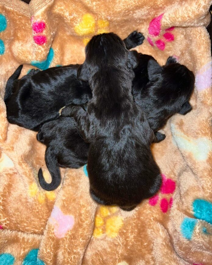 Irresponsible owner bred 17-year-old Great Dane who died giving birth to 4 puppies