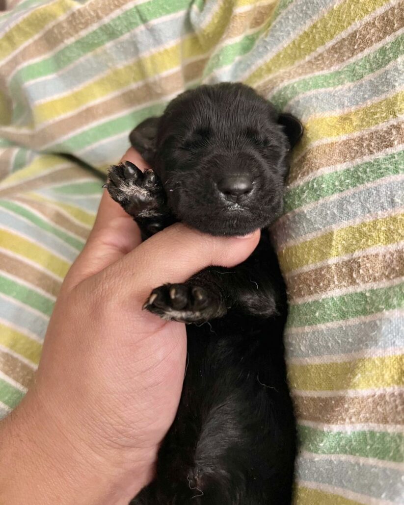 puppies-of-senior1-823x1030-1